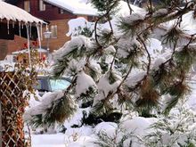 I picked this photo out of sympathy for the cold snap in much of the northeast U.S. And maybe to bring cooling thoughts to burning hot Australia.

December 19. Icicles and snow, Bernese Oberland, Switzerland.


