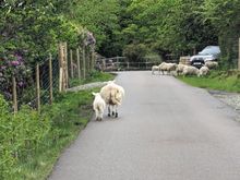 More wandering traffic