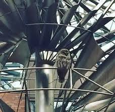 Not as colourful as yours, but we have a Barred Owl that likes to hang out on this kinetic sculpture in the courtyard of our library. I’ve seen him (or her) three times this week.