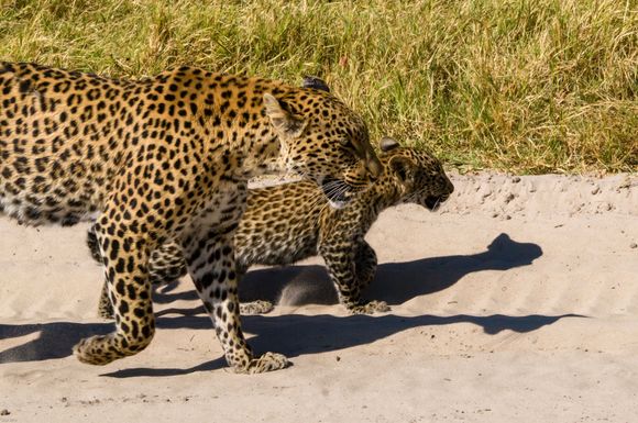 The leopard cub was so cute.