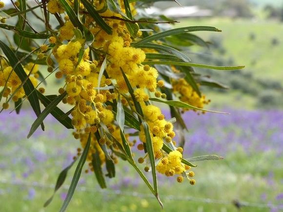 Wattle