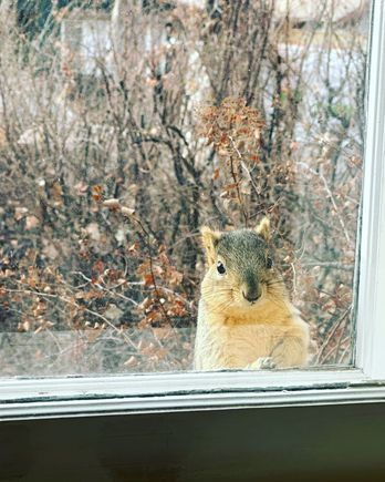 This guy has been hanging out in our living room window box this past week. Seems like he would like to come inside. Bad idea…both Molly and Lily have killed squirrels. 