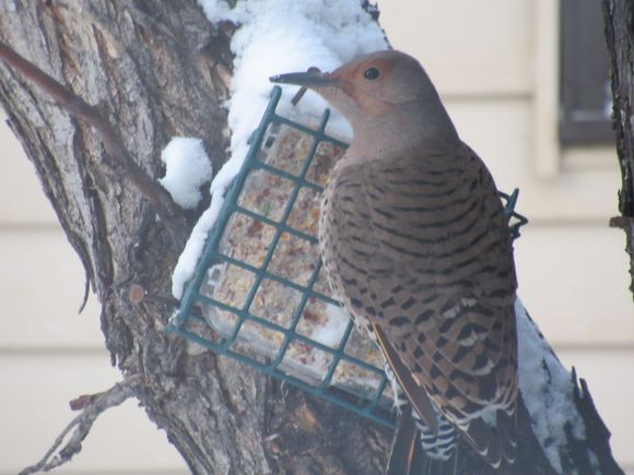 Flicker at the Suet Box
