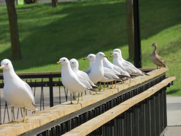 They usually fly away when I get this close, but not this time