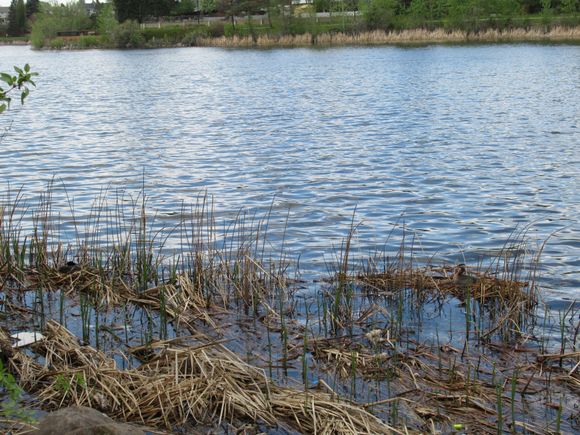 Coot nest on the left, Grebe on the right.