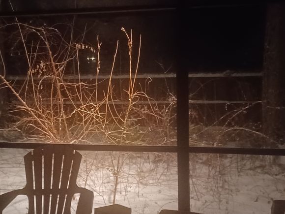 My backyard from the screened back porch.