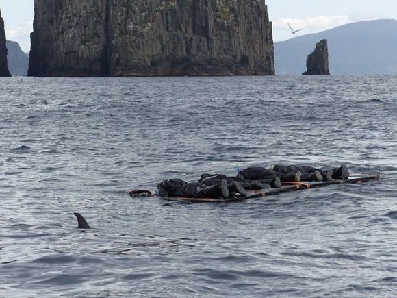 The floating mat with 4 people on it and dolphins and seals feeding around them