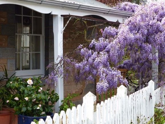 Wisteria
