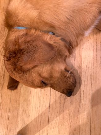 dcd, fully recovered from left leg. We may leave the right leg until this fall or spring.  She’s tired from swimming and chasing cats. Napping by my dining room chair in hopes of steak or fries. 
