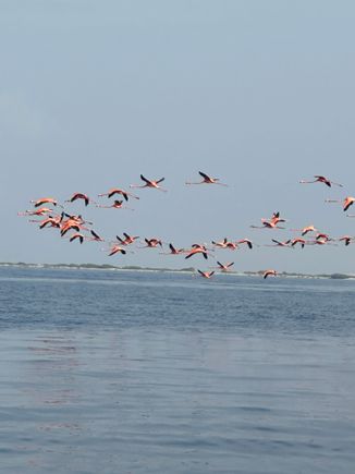 Flamingoes.