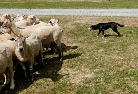 Visited a sheep farm and watched an amazing demonstration of sheep dogs doing their thing.