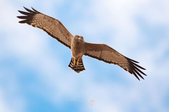This Spotted Harrier is another from the wonderful Birds of Lake Cargelligo photos.  

Thanks DCD, mlgb, Percy - I love seeing all your fabulous birds.  Any time I need a “ pick me up”, I just have to flip through this thread.