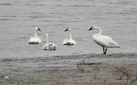 Trumpeter Swans