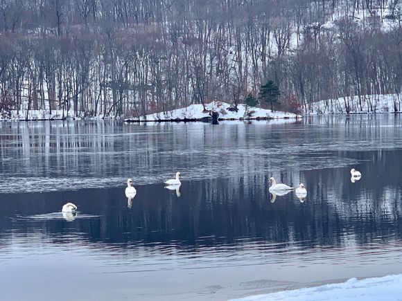 Swans at the lake 