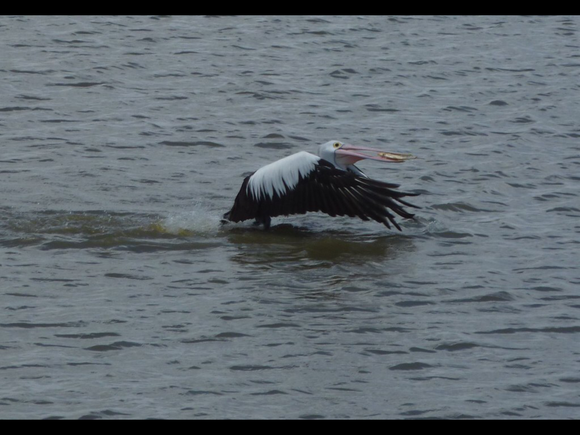 Pelican with its catch