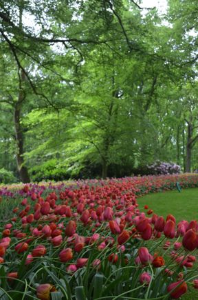 Keukenhoff garden