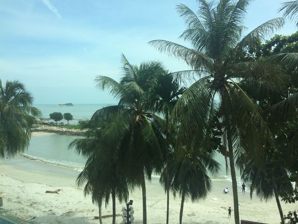 View from hotel room with palm trees where we saw the monkeys.