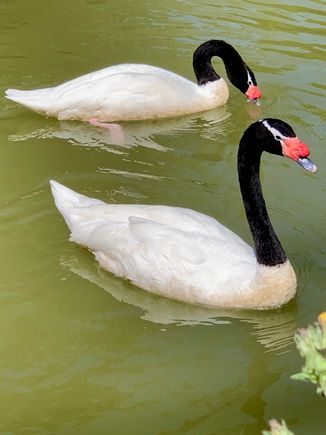 Look what I found in the pond by the old charming hotel!