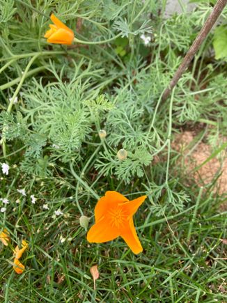 Wildflower 1 (orange)