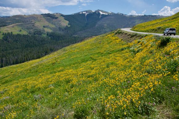 Dunraven Pass lite up in yellow.