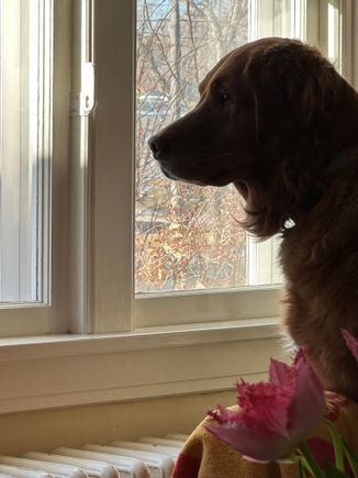 This was Molly not attacking the window, shockingly. I thought she’d lose it, but she was just curious. 