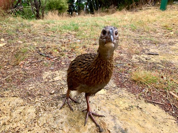 Weka flightless bird.