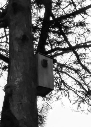 One of five squirrel nesting boxes.