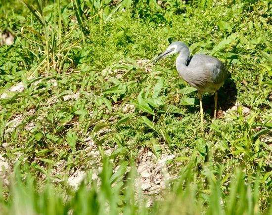  White faced heron 