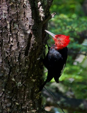 Magellan aka Giant Woodpecker (male)