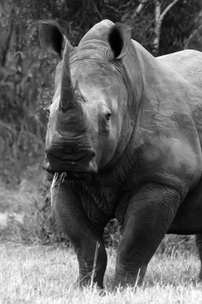 Black Rhino 
