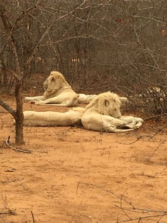Rare white lions.