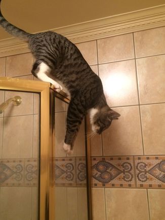 Jax jumping down from top of shower 