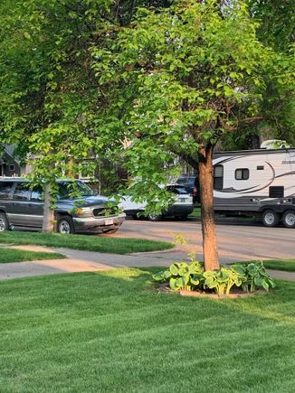Summer light hitting our plum tree. 