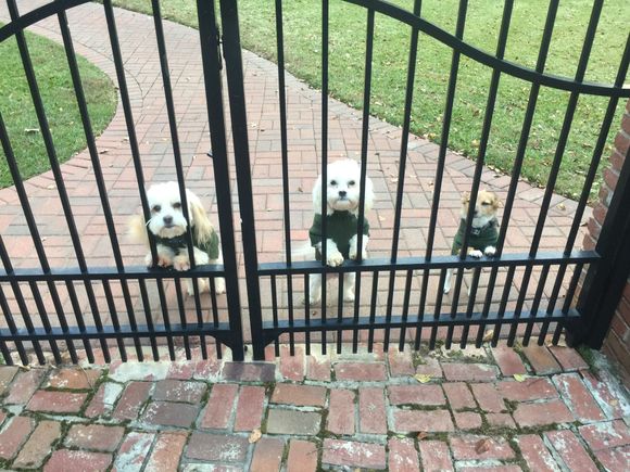 All three dogs on a cold morning!
