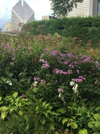 A lovely garden to visit. Laurie Garden at Millennium Park, downtown Chicago.  Very unexpected, very natural feel. 