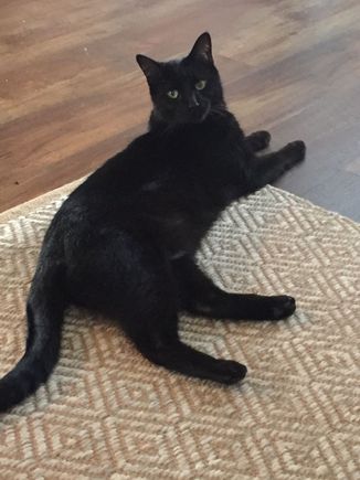 A picture for Ziggy. In anticipation of Friday the 13th and the full moon!!!  My sweet baby is ready to cross everyone’s path tomorrow. I also know how much you love cats Zig. 