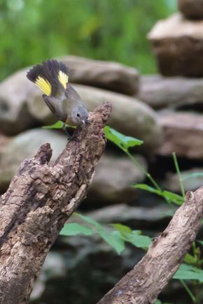 American Redstart - female
