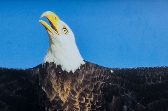 Detail from excellent children's exhibit poster @Big Beach--this is not my photo. The sounds made by juvenile eagles are actually quite wimpy, not at all like their noble parents' iconic cries.