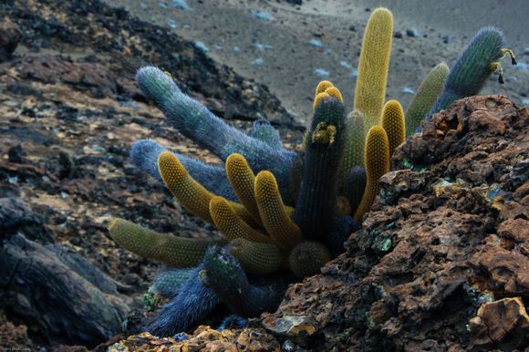 Oddest colored cactus Ikve ever seen