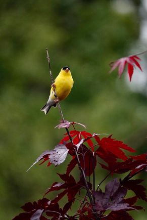 American Goldfinch in our Japanese maple tree