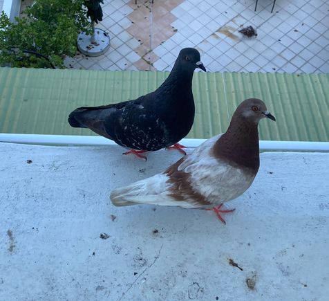 The same pigeon friend with his new wife. He’s been here without her the past few days, though - wonder if they broke up!