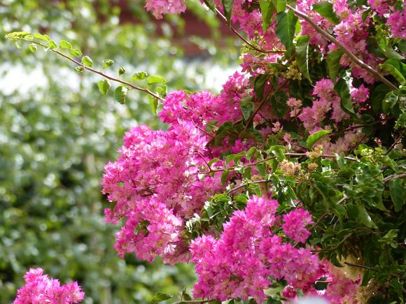 Flowers for “Percy” 