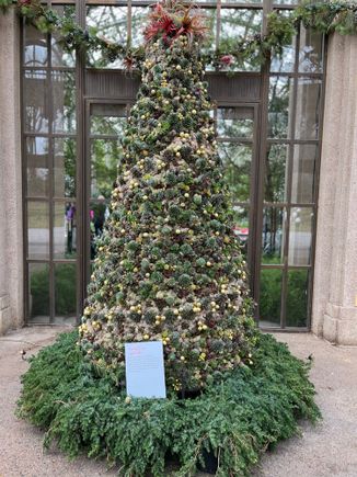 At the entrance to the conservatory, this is a living tree of succulents.