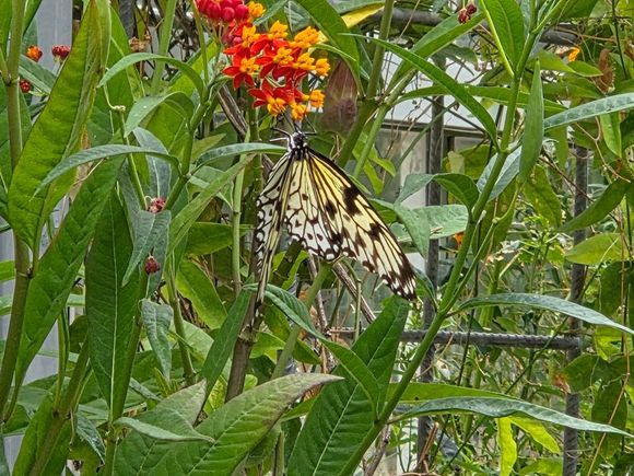 butterfly on Lantana at Malahyde Castle