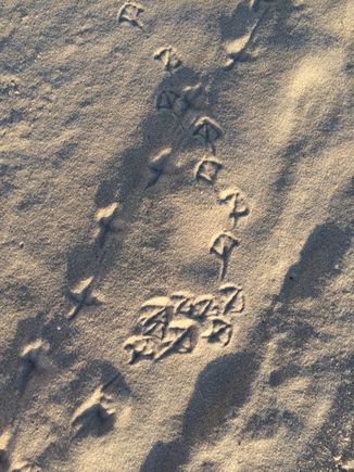 Seagull tracks in the sand