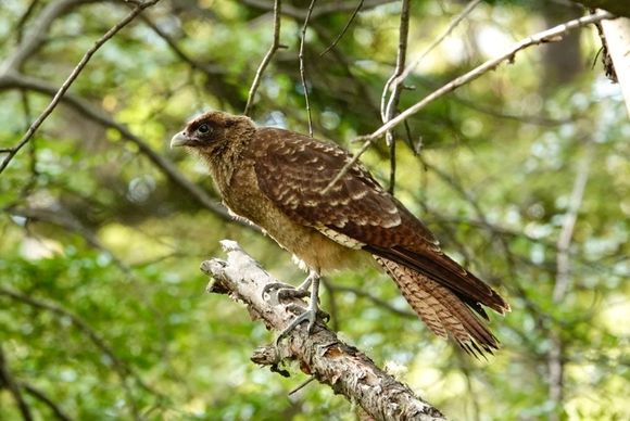 Chimango Caracara