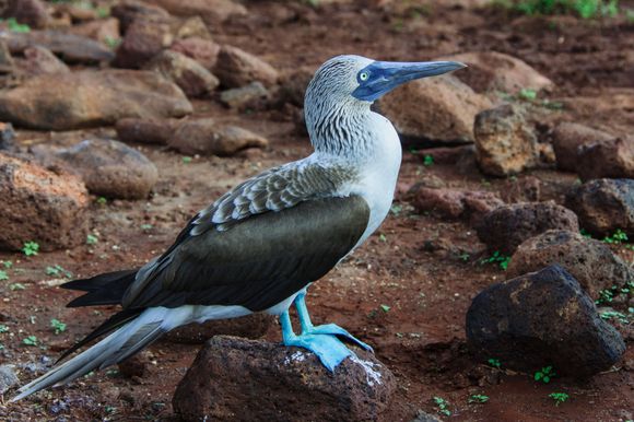 The Blue Footed Boobie
