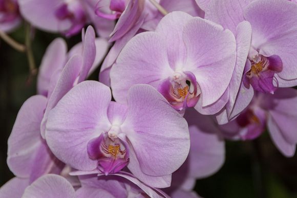 The Edward Youde Aviary had not only many different exotic birds, but also a good variety of flowers throughout.