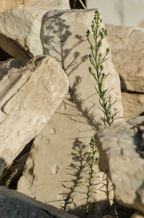 But hope springs eternal, even during a pandemic.