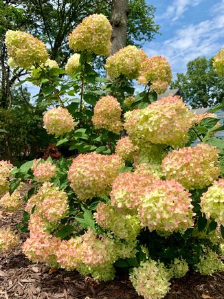 Little Lime hydrangeas 